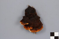 Gloeophyllum sepiarium image